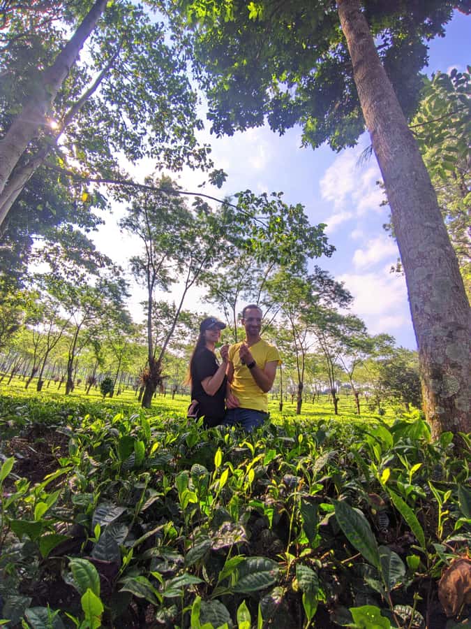 Private Trip Malang/Surabaya : Tour Tea Plantation Wonosari - The private drive from Malang, Surabaya, or the airport
