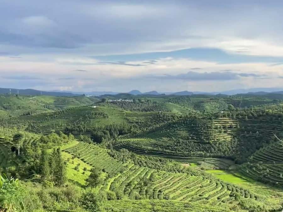 Puer Tea Picking and Tasting | 6 Hour Morning Trip - Why this Pu’er outing is worth your morning