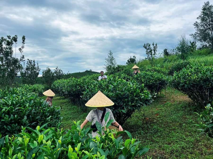 Puer Tea Picking and Tasting | 6 Hour Morning Trip - Walking through the tea fields