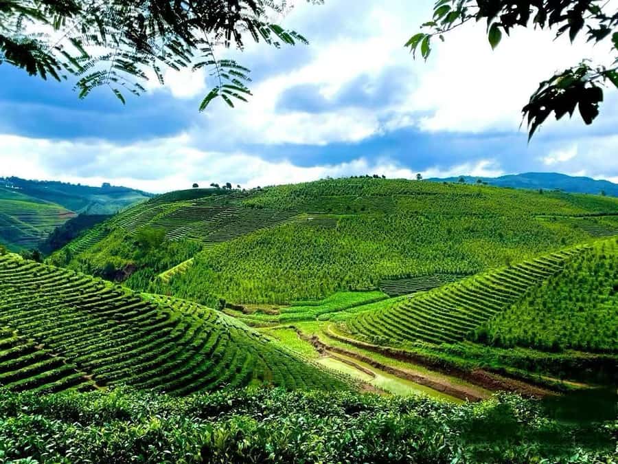 Puer Tea Picking and Tasting | 6 Hour Morning Trip - The drive from Jinghong or Pu’er