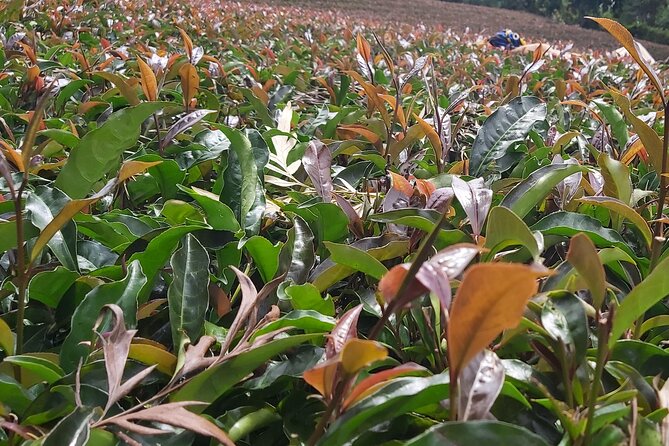Purple Tea Farm Tour from Nairobi City - Specialty Tea Tasting - From Nairobi to Gatanga at 8:00 am