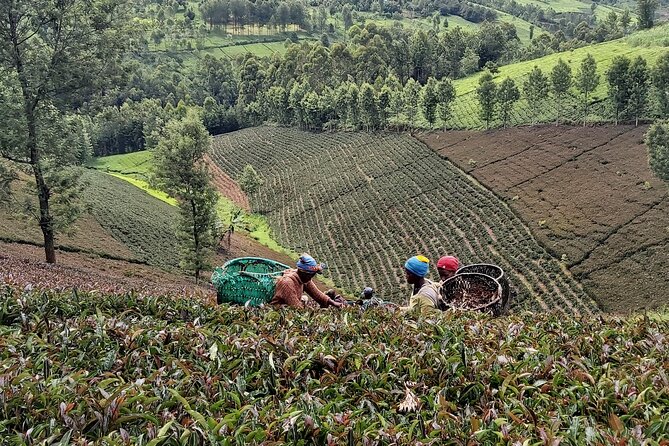 Purple Tea Farm Tour from Nairobi City - Specialty Tea Tasting - A three-course lunch with a serious tea tasting