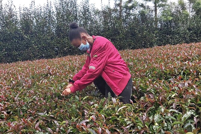 Purple Tea Farm Tour from Nairobi City - Specialty Tea Tasting - Is $102 a fair price?