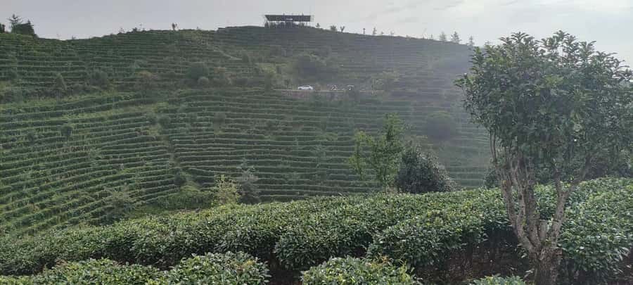 Qixianfeng Tea Plantation Tour in Yangshuo - Key points to know before booking