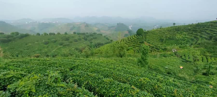Qixianfeng Tea Plantation Tour in Yangshuo - A 30-minute ride from Yangshuo to seven tea-covered hills