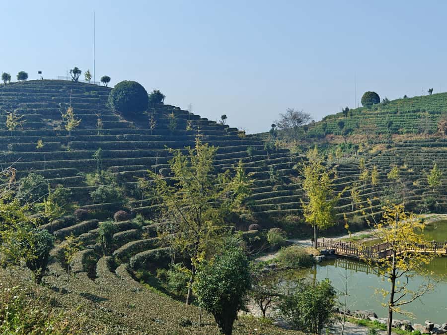 Qixianfeng Tea Plantation Tour in Yangshuo - How the timing and transport affect your day
