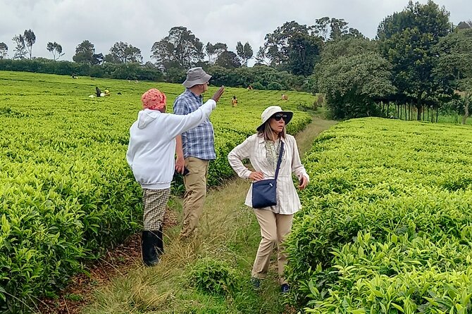 Riara tea farm tour with lunch and tea tasting from Nairobi - What you learn about Kenyan tea