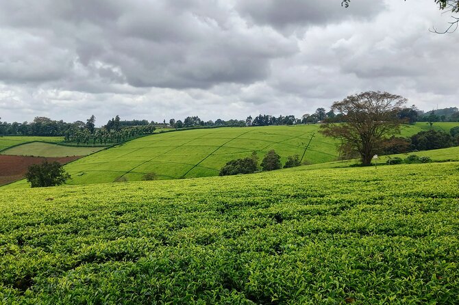 Riara tea farm tour with lunch and tea tasting from Nairobi - Lunch after the farm tour