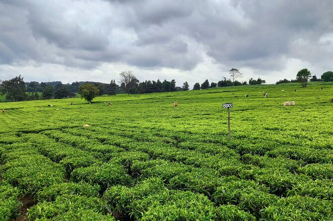 Riara tea farm tour with lunch and tea tasting from Nairobi - The role of Eric, Grace, and the farm family