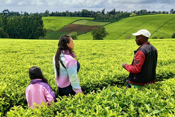 Riara tea farm tour with lunch and tea tasting from Nairobi - Who will enjoy this half-day outing