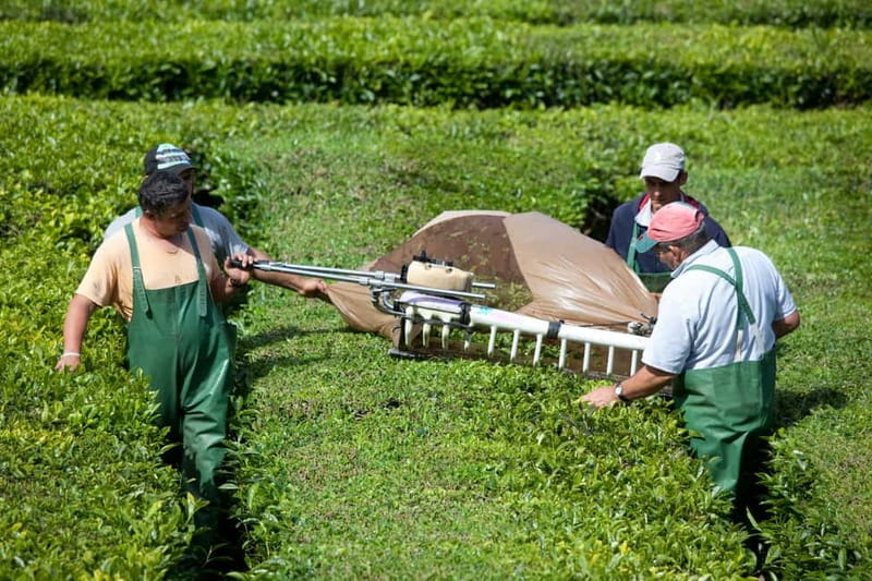 São Miguel: Furnas Volcano & Tea Plantation Tour with Lunch - Fumaroles, hot springs, and the smell of the earth