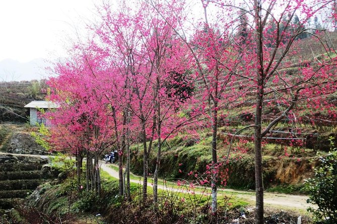 Sapa 2D1N Trekking to Giang Ta Chai Village from Hanoi by Bus - From Y Linh Ho to Lao Chai and Ta Van