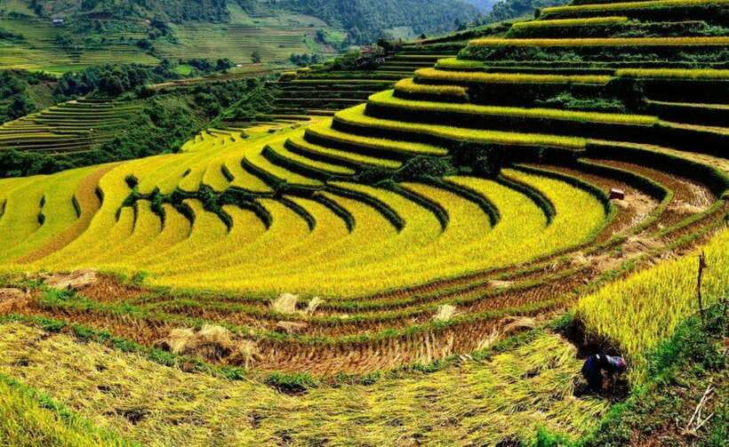 Sapa: Half Day Treck To Visit Y Linh Ho , Lao Chai, Ta Van - Rice terraces, cornfields, and fresh mountain air