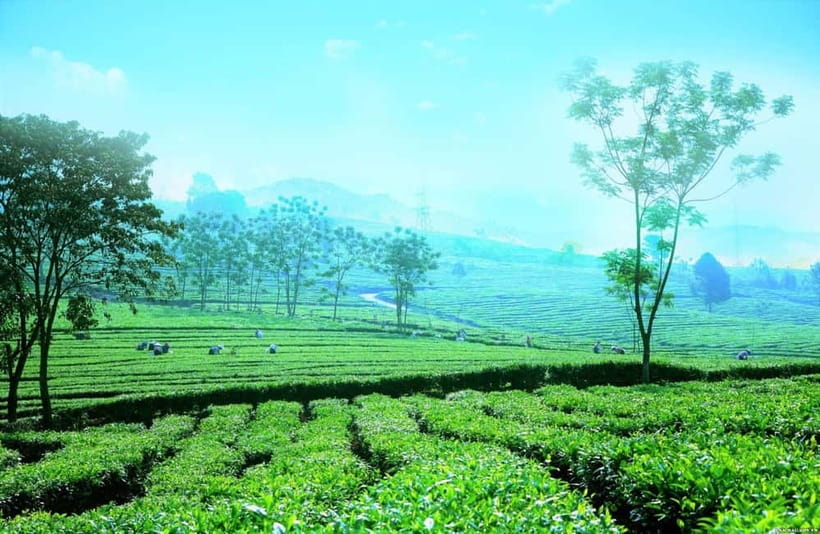 Sapa to Waterfall, Green Tea Farm with motorbike driver - A long motorbike day from Sapa to the valley