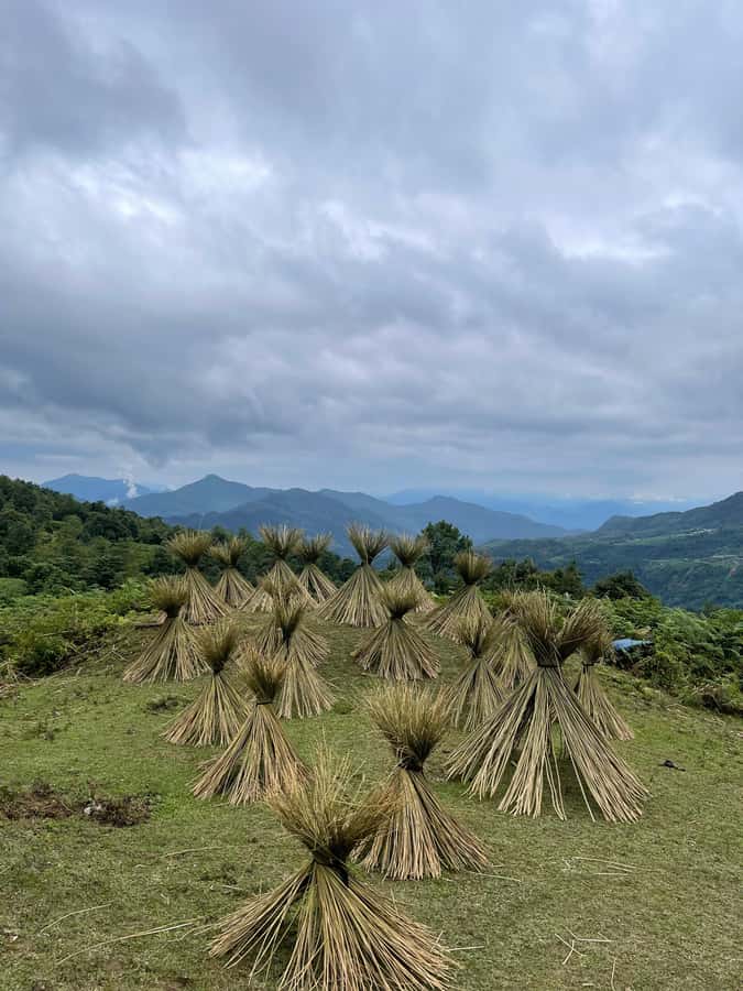 Sapa: Y Linh Ho - Lao Chai, and Ta Van Trekking Day Tour - Key points to know before you book
