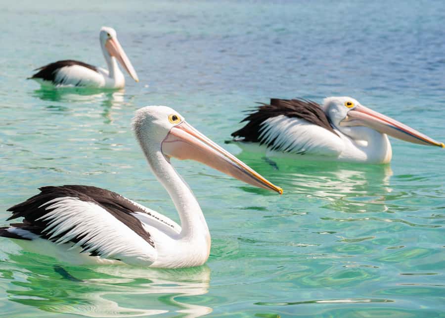 Sapphire Coast: 7h Shore Excursion with Aussie Morning Tea - Wildlife with a real local guide