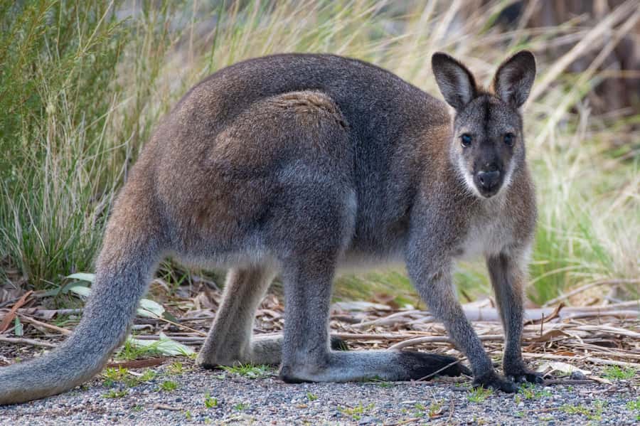 Sapphire Coast: 7h Shore Excursion with Aussie Morning Tea - What the $148 price buys you
