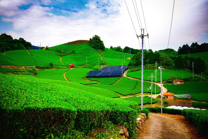 Scenic Green Tea Fields of Hidden Kyoto & Local Tea Exp (Private) - Key points to know before booking