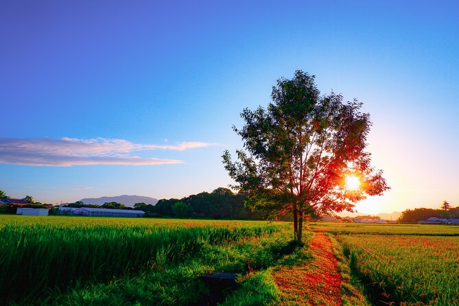 Scenic Green Tea Fields of Hidden Kyoto & Local Tea Exp (Private) - Ishitera and Ujitawara, where the fields become the main event