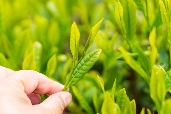 Shizuoka Tea Picking Private Experience - Who Will Enjoy This Tea Experience Most?