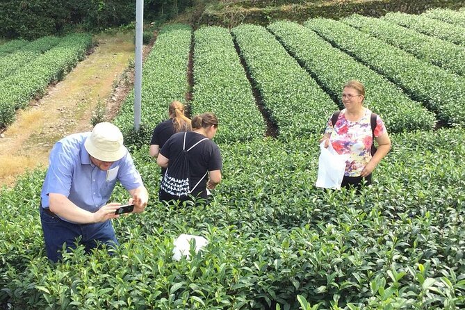 Shizuoka Tea Picking Private Experience - Tea Tasting With Six Varieties to Compare