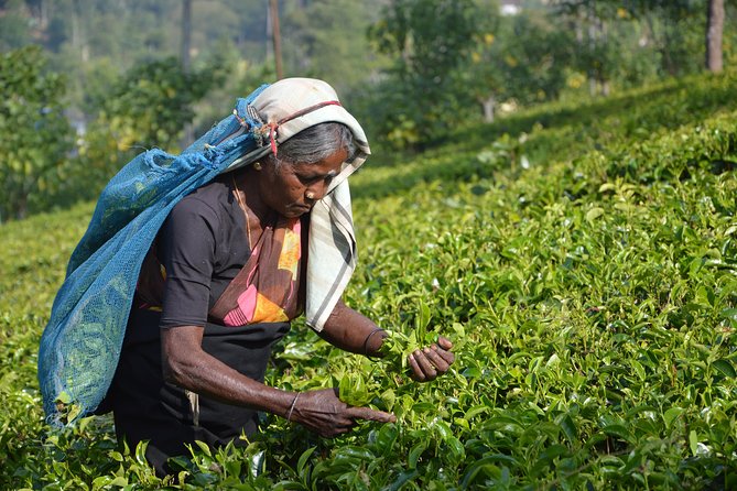 Shore Excursion From Colombo port to Ingiriya Tea Plantation & back for 2 People - Seeing Ceylon tea at the plantation