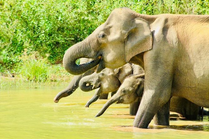 Sigiriya, Kandy to Ella TRain Ride plus Up Country TEA[B&B Basis] - Kandy Lake after the temple visit