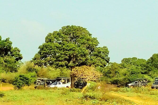 Sinharaja Rain Forest Day Tour from Mirissa, Galle, Bentota Area - A homemade rice and curry lunch