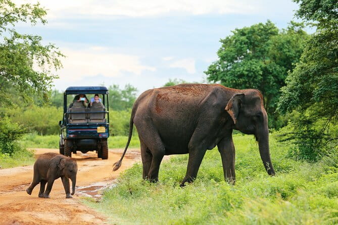 Sinharaja Rain Forest Day Tour from Mirissa, Galle, Bentota Area - Handunugoda Tea Estate and Virgin White Tea