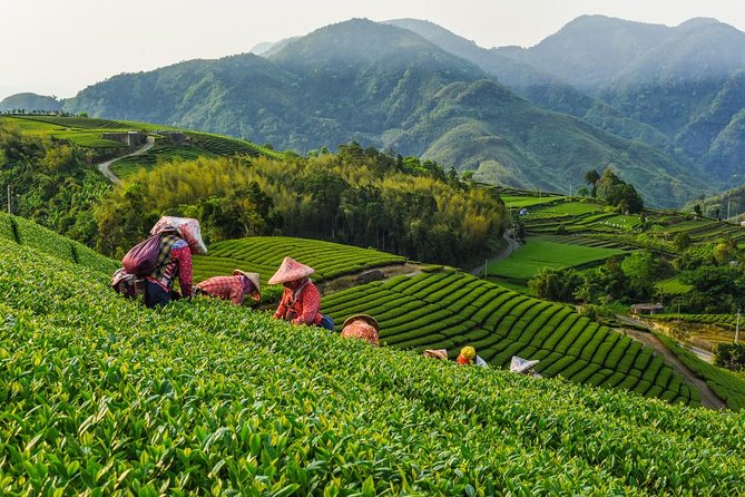 Sip & Savor: Maokong Tea & Shenkeng Stinky Tofu Private Day Tour - Key points to know before booking