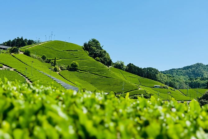 Slow Cycling Tour at Uji's Matcha Green Tea Fields and Heritage - Returning Through Byodoin Omotesando
