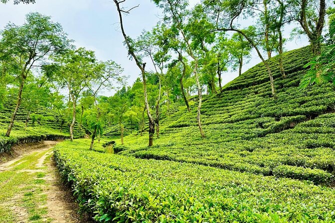 Sreemangal Tea Tour Experience Nature and Culture in a Local way - Lawachara National Park and a real walk in the forest