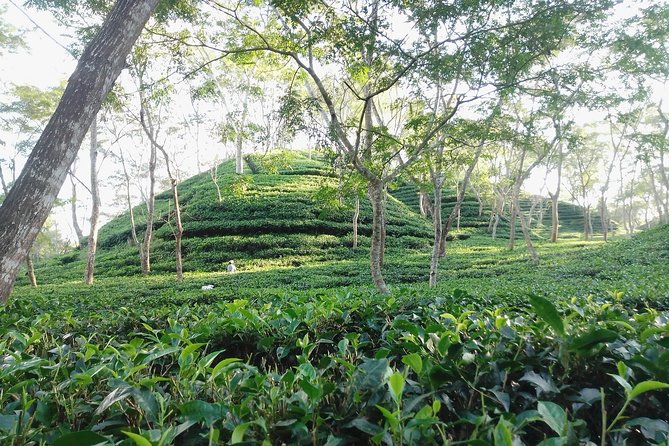Srimangal nature tour in forest and tea garden - Key points to know before you book