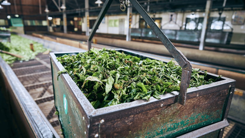 Taipei: Daxi Old Street and Tea Factory, Xiaowulai Day Tour - Key points to know