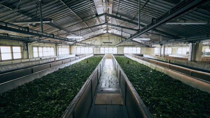 Taipei: Daxi Old Street and Tea Factory, Xiaowulai Day Tour - What the guide adds to the day