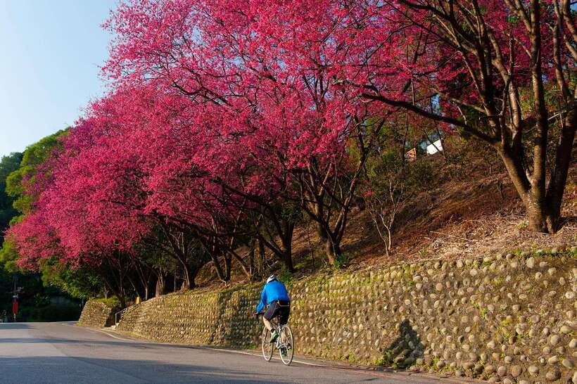 Taipei: Maokong Tea & Shenkeng Tofu Private Day Tour - Maokong tea country and Shenkeng tofu in one day