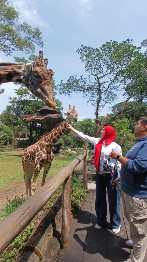 Taman Safari and Tea Plantation Tour at Puncak - Taman Safari lets you see animals from the car