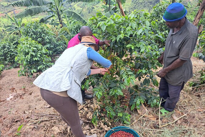 Tea and coffee tours - The 8:00 am start in Rubavu
