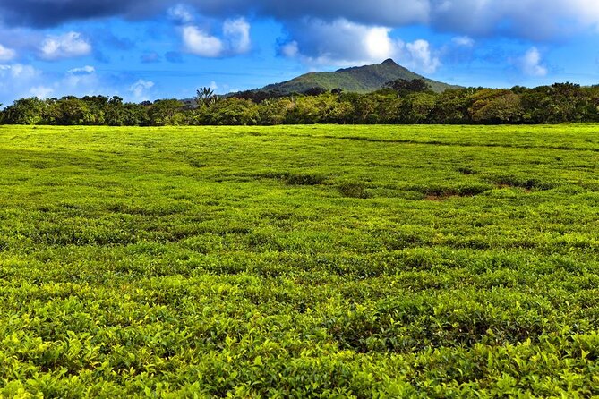 Tea and Culture Route - Saint-Aubin and eight generations of rum production