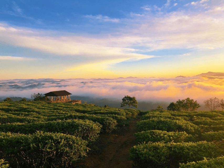 Tea & Coffee Tour - Seeing Arabica coffee from plant to mill