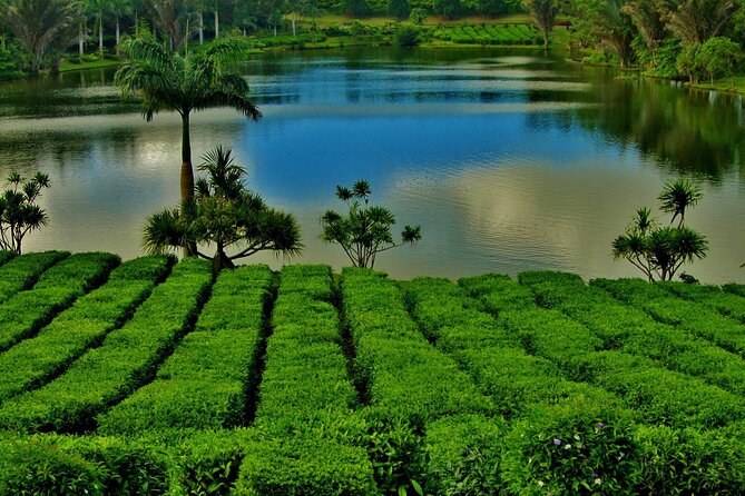 Tea Experience in the Exotic South of Mauritius Private tour. - What this southern Mauritius tour is really about