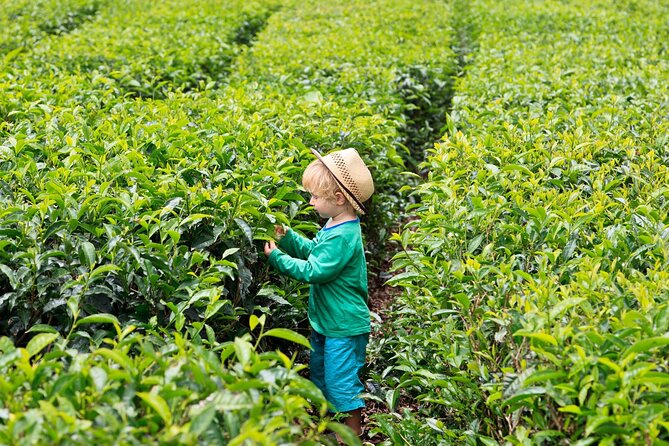Tea Experience in the Exotic South of Mauritius Private tour. - The private vehicle can make or break the day