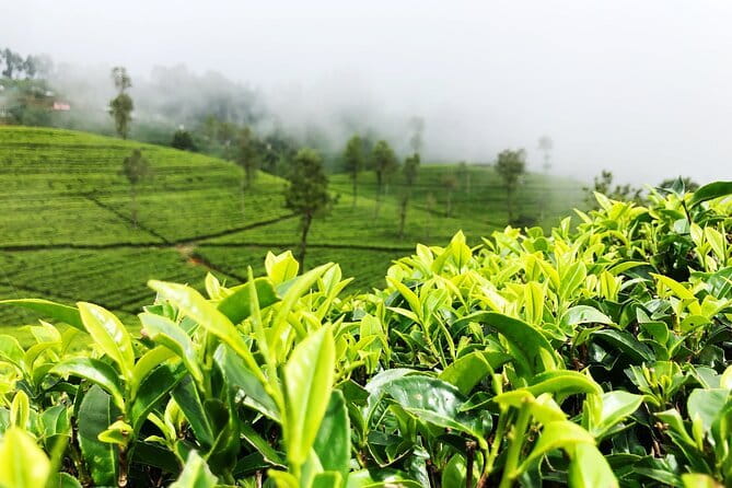 Tea Experience Tour in Haputale with Lunch at a Village house - Why the tea fields are the real highlight