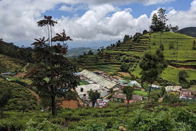 Tea Experience Tour in Haputale with Lunch at a Village house - The guide can shape the whole day