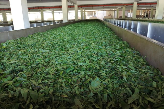 Tea Farm Experience at Riara Tea Farm And Factory Tour - Inside the factory and the full supply chain