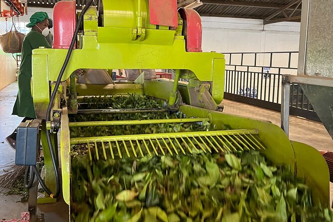Tea Farm Experience at Riara Tea Farm And Factory Tour - A closer look at the green farming practices