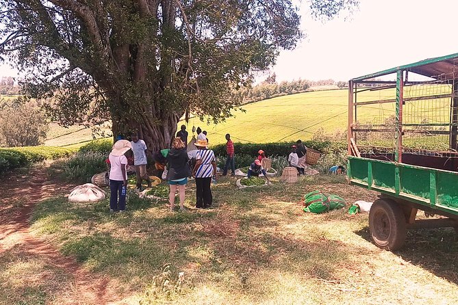 Tea Farm Experience at Riara Tea Farm And Factory Tour - Who will enjoy this farm day most?