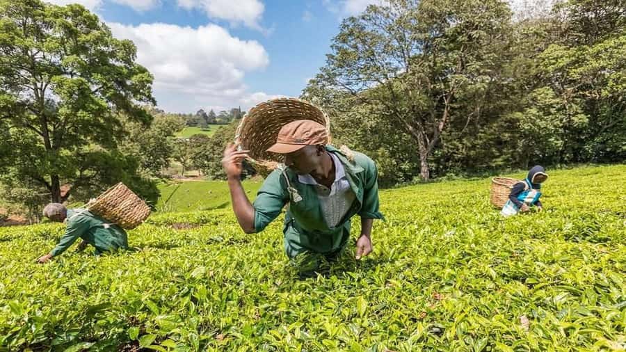Tea Farm Tour From Nairobi (Kiambethu). - The indigenous forest walk