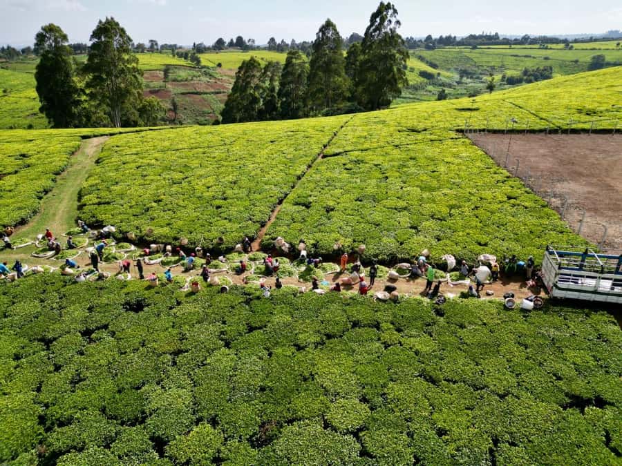 Tea Farm Tour From Nairobi (Kiambethu). - Verandah views toward the Ngong Hills