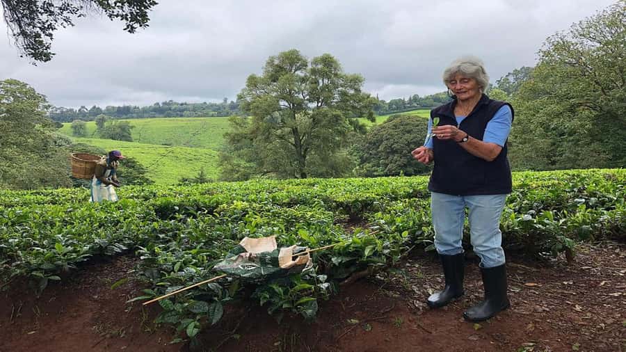 Tea Farm Tour From Nairobi (Kiambethu). - How much the tour costs, and what you get